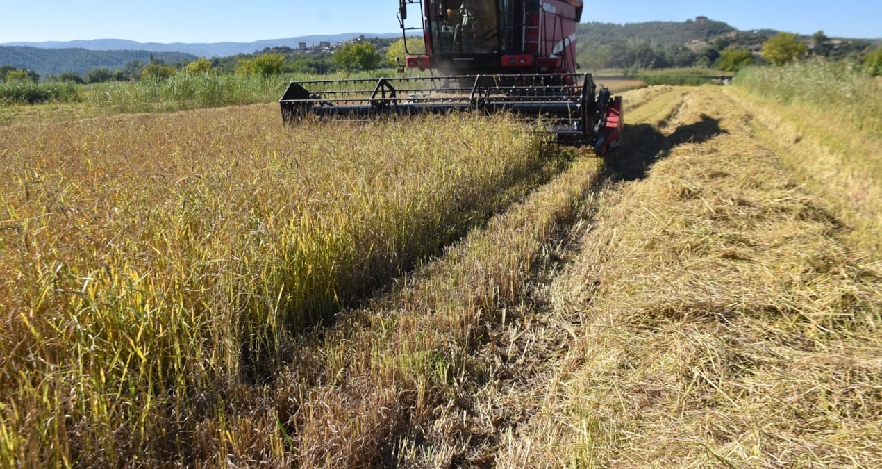 Boyabat’ta çeltik hasadı başladı: 14 bin ton ürün bekleniyor