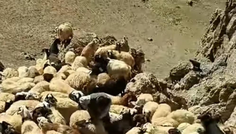 Van’da sürüye kurtlar saldırdı