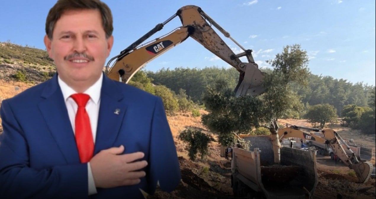 Zeytinleri söken isim AKP’li çıktı