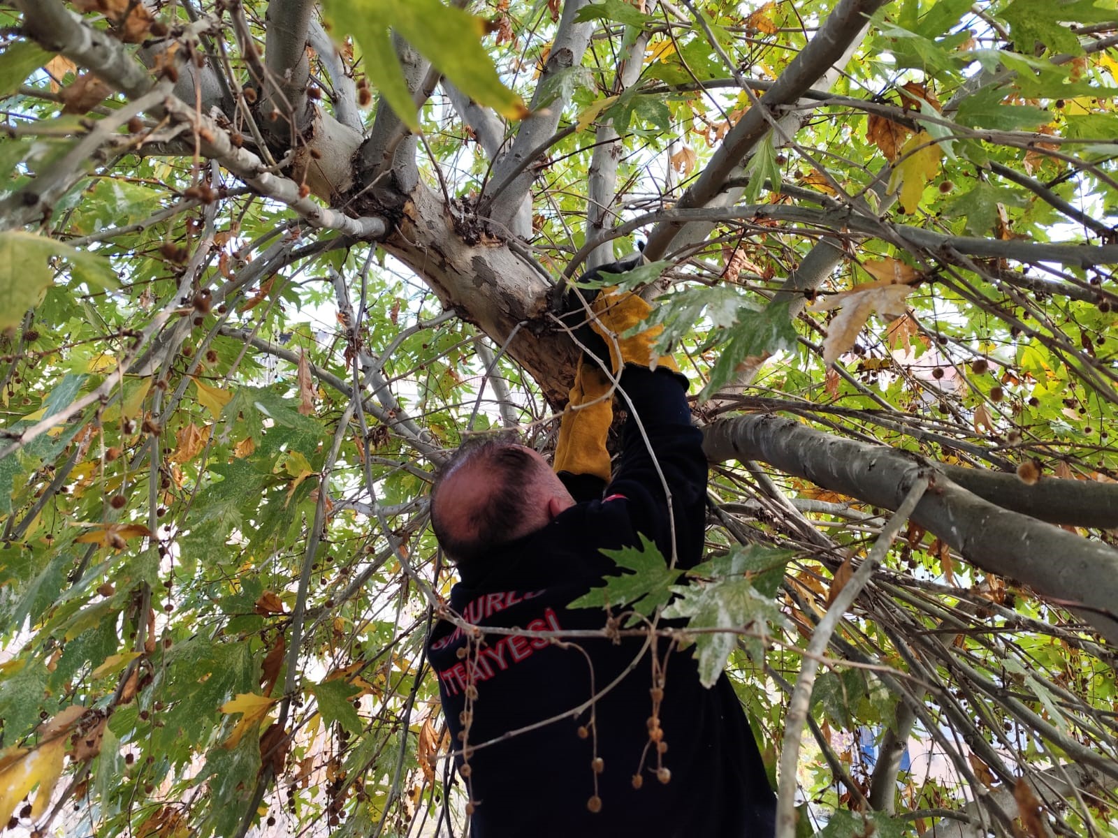 Ağaçta mahsur kalan kediyi itfaiye kurtardı