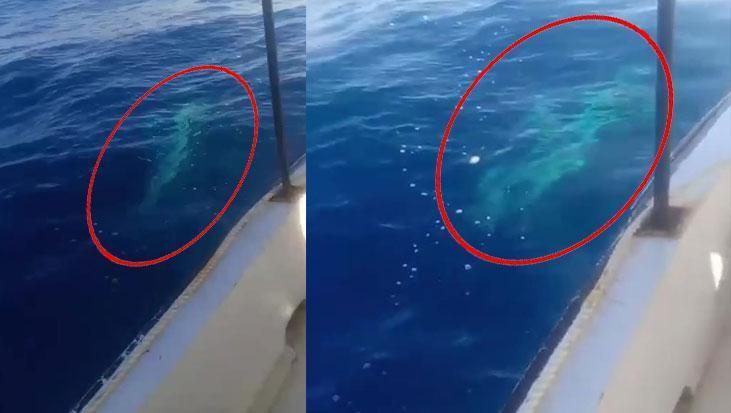 Hatay açıklarında korku dolu anlar! Dev köpek balığı balıkçı teknesine dolandı: ‘Tekneyle neredeyse aynı boydaydı’