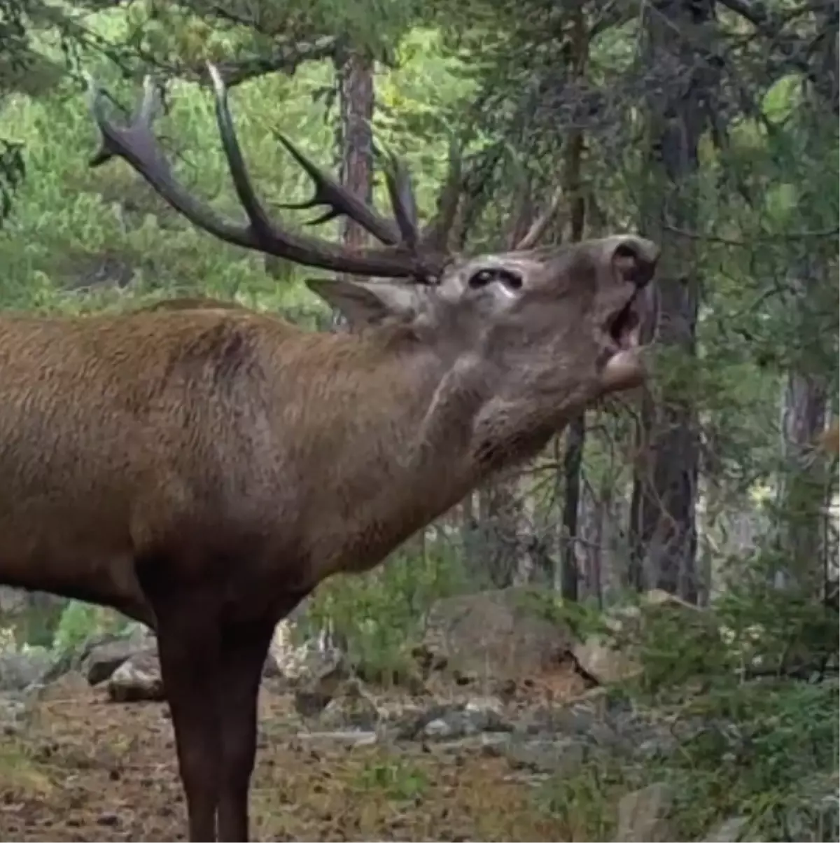 Kızılgeyik Fotokapanla Yakalandı