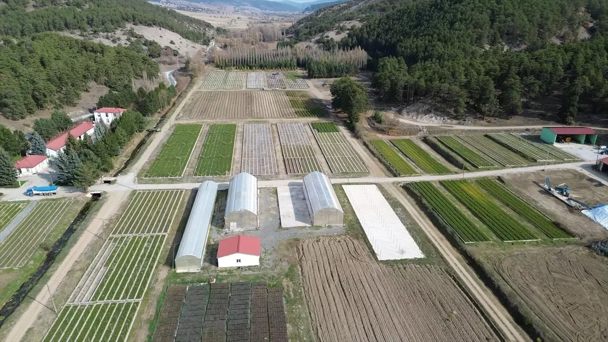 Yozgat’ta Fidanlık Çalışmaları: ‘Yeşil Vatan’ İçin Seferberlik
