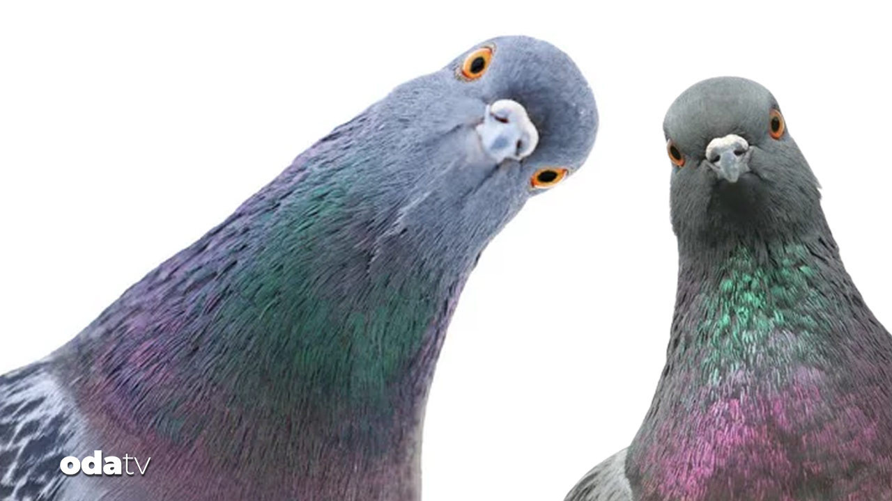 Borç güvercinleri vurdu: İcradan satılığa çıktı