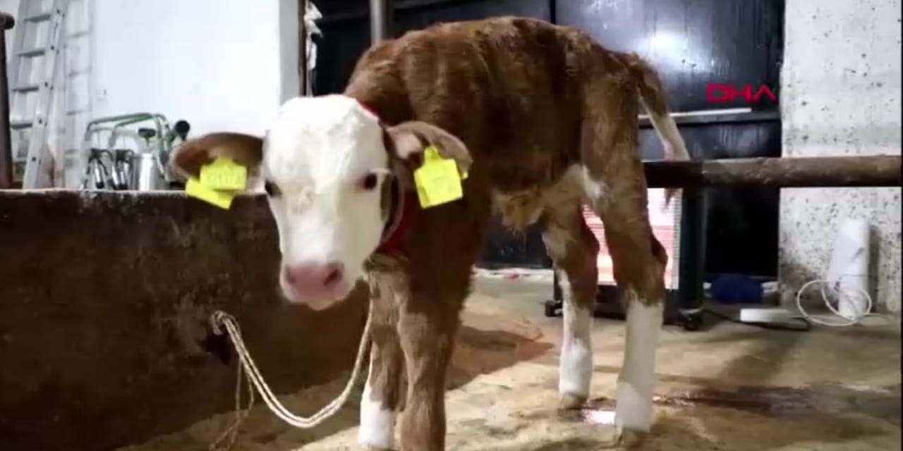 Elazığ’da yeni yılın ilk buzağısı dünyaya geldi: Bakın adını ne koydular