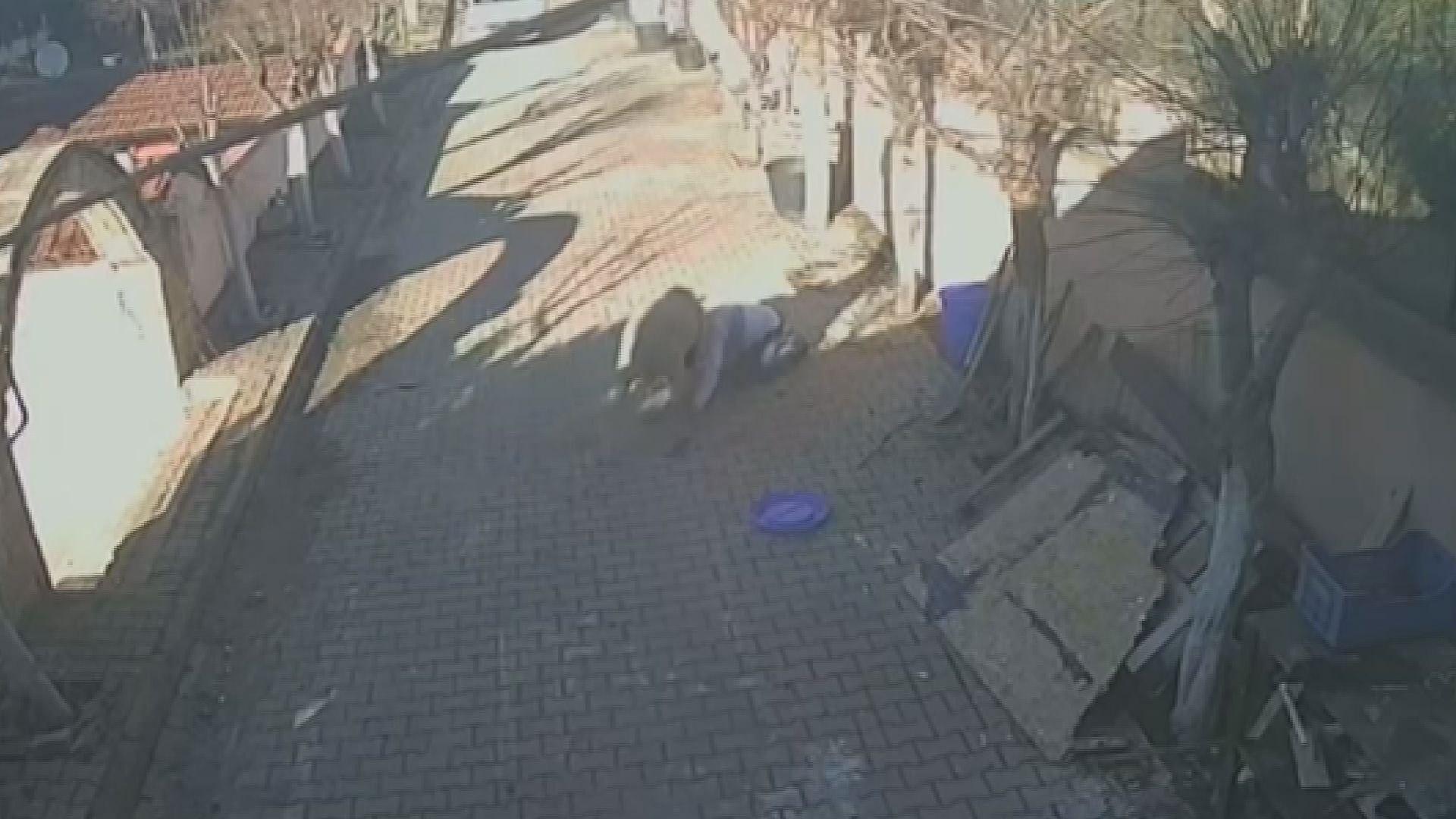 İstanbul’da koç dehşeti. Kuzuyken aldı, büyüyünce kaburgalarını kırdı